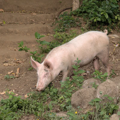 A pig's stare on Ometepe Island, Nicaragua