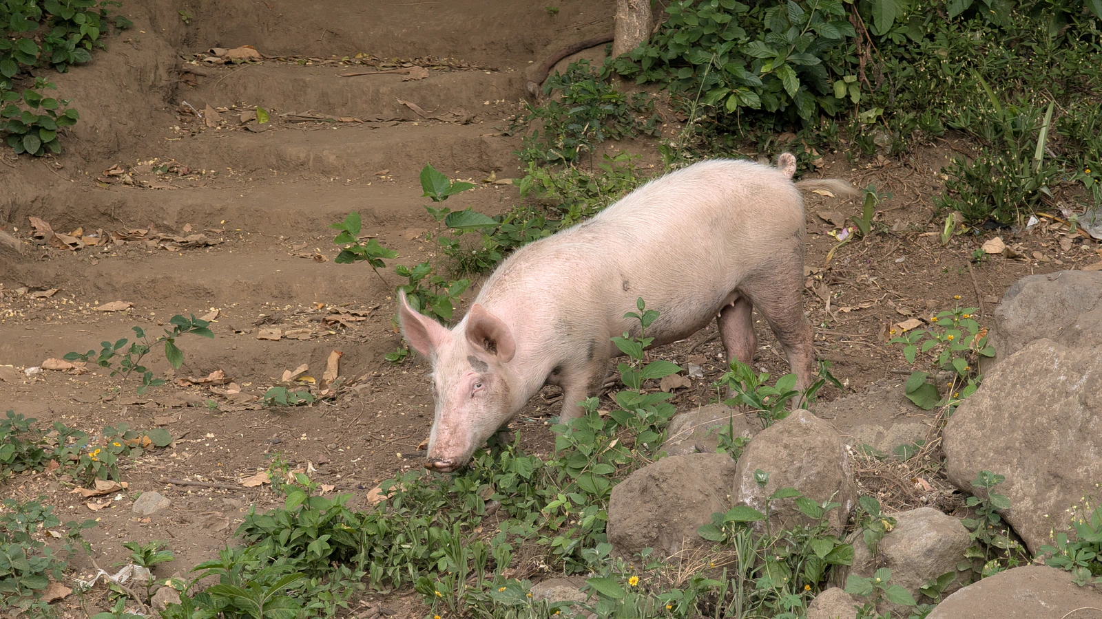 A pig's stare on Ometepe Island, Nicaragua